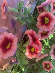Calibrachoa