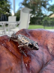 Eleutherodactylus planirostris