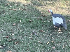 Numida meleagris domesticus