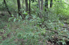 Hypericum prolificum