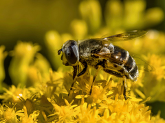 Eristalis stipator