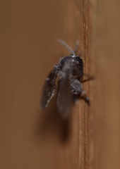 Clogmia
