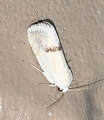 Ponometia elegantula