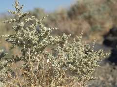 Atriplex parryi