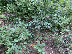 Desmodium laevigatum