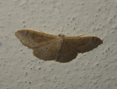 Idaea degeneraria