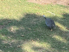 Numida meleagris domesticus