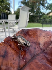 Eleutherodactylus planirostris