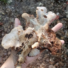 Lentinellus