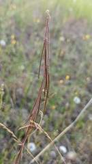 Boechera