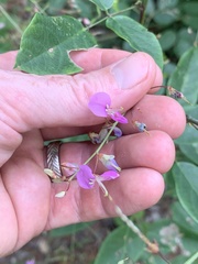 Desmodium laevigatum