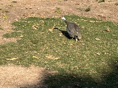 Numida meleagris domesticus