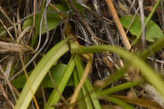 Boechera