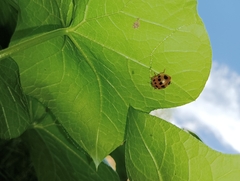 Epilachna tredecimnotata