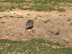 Numida meleagris domesticus