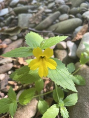 Erythranthe dentata