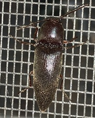 Diplostethus opacicollis