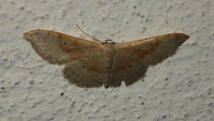 Idaea degeneraria