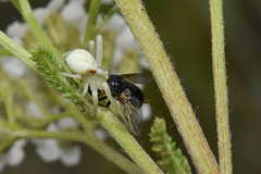 Misumena vatia