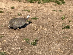 Numida meleagris domesticus