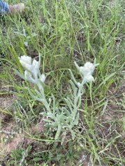 Pseudognaphalium macounii