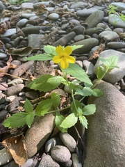 Erythranthe dentata
