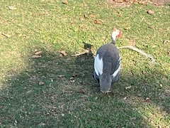 Numida meleagris domesticus