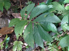 Elatostema edule