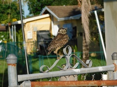 Athene cunicularia floridana