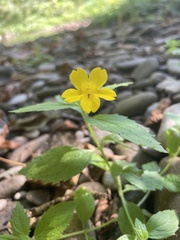 Erythranthe dentata