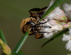 Parasphecodes