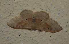 Idaea degeneraria