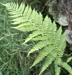 Athyrium filix-femina