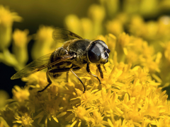 Eristalis stipator