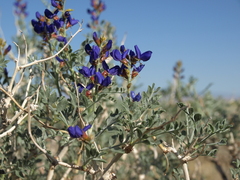 Psorothamnus arborescens minutifolius