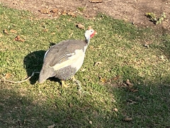 Numida meleagris domesticus