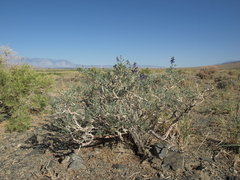 Psorothamnus arborescens minutifolius