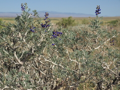 Psorothamnus arborescens minutifolius