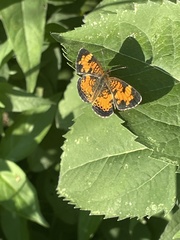 Phyciodes cocyta