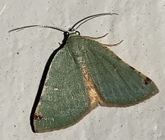 Numia bicoloraria