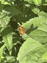 Phyciodes cocyta