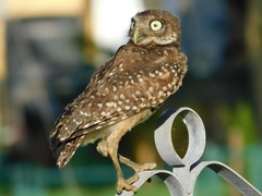 Athene cunicularia floridana