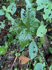 Persicaria virginiana