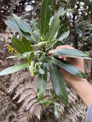 Drimys granadensis