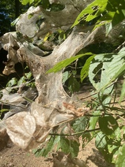 Hyphantria cunea
