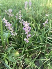 Liriope muscari