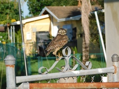 Athene cunicularia floridana