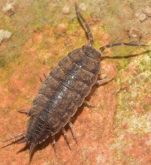 Porcellionides sexfasciatus