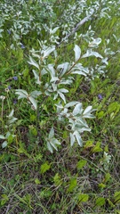 Elaeagnus commutata