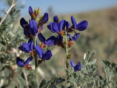 Psorothamnus arborescens minutifolius
